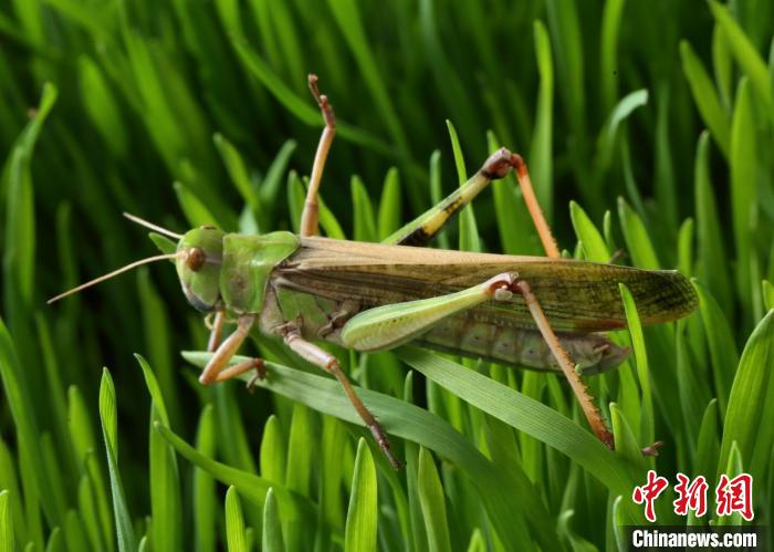 飞蝗(Locusta migratoria)。(研究团队 供图) 供图 摄