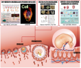 第3名 王红梅/郭帆/李伟研究团队：揭开灵长类早期胚胎发育黑匣子